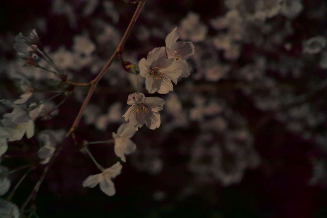 SIGMA DP1 Merrillコンパクトデジタルカメラ