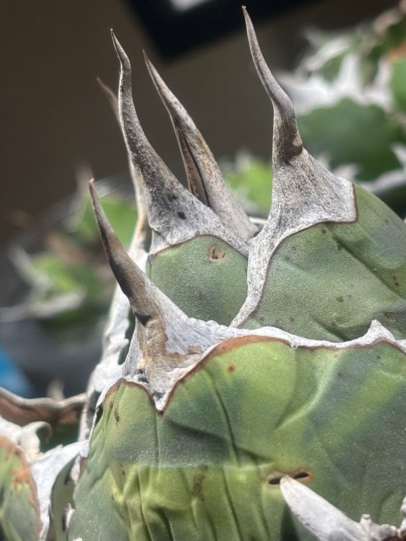 限定品！アガベオアハカオテロイ現地球（極上株）超S級良形superオアハカ激レア