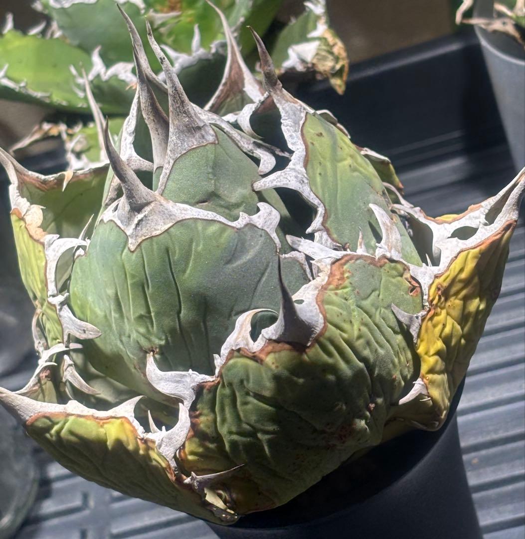 限定品！アガベオアハカオテロイ現地球（極上株）超S級良形superオアハカ激レア