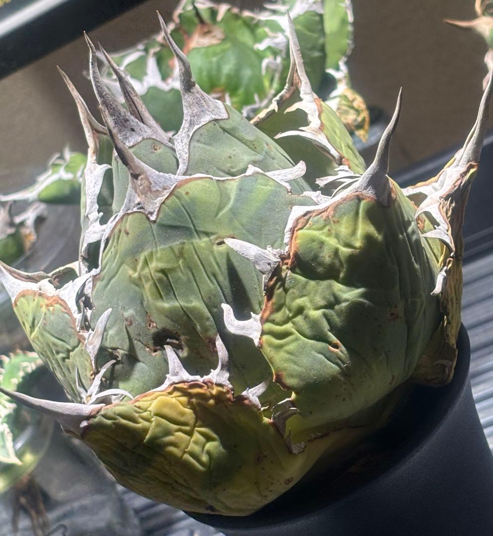 限定品！アガベオアハカオテロイ現地球（極上株）超S級良形superオアハカ激レア