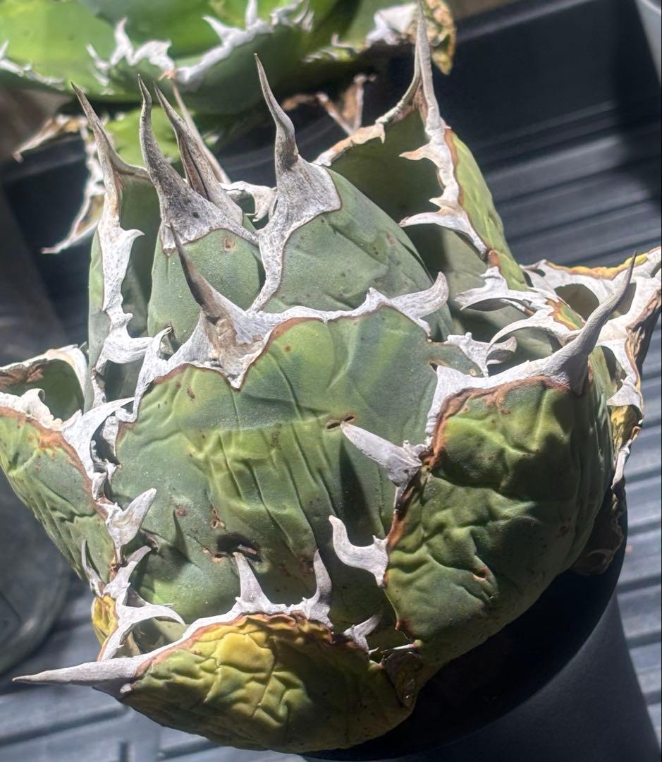 限定品！アガベオアハカオテロイ現地球（極上株）超S級良形superオアハカ激レア