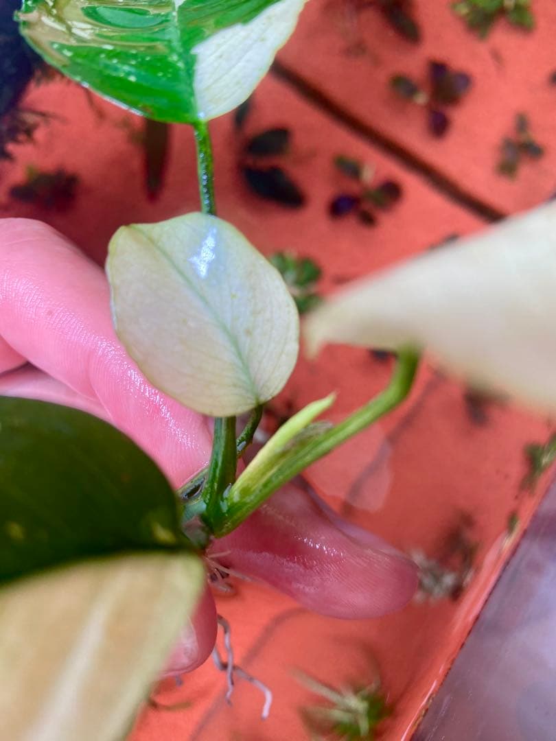 アヌビアスナナ　パンダキング