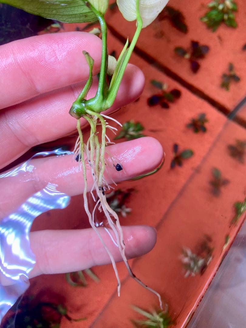 アヌビアスナナ　パンダキング