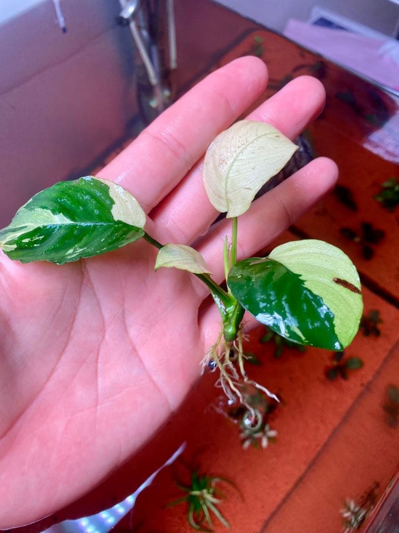 アヌビアスナナ　パンダキング