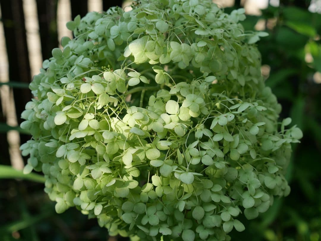 SIGMA 30mm f/2.8 DNレンズ