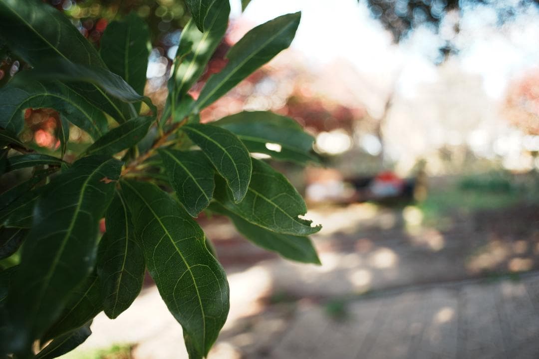 【希少極美品】 Pentax SMC Takumar 24mm F3.5 374