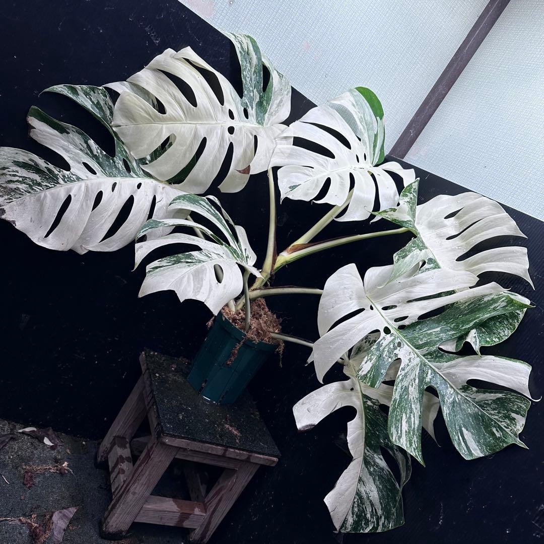 あ*き様 斑入りモンステラ ホワイトタイガー極美大株81cm白斑多レア