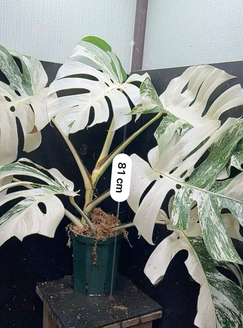 あ*き様 斑入りモンステラ ホワイトタイガー極美大株81cm白斑多レア