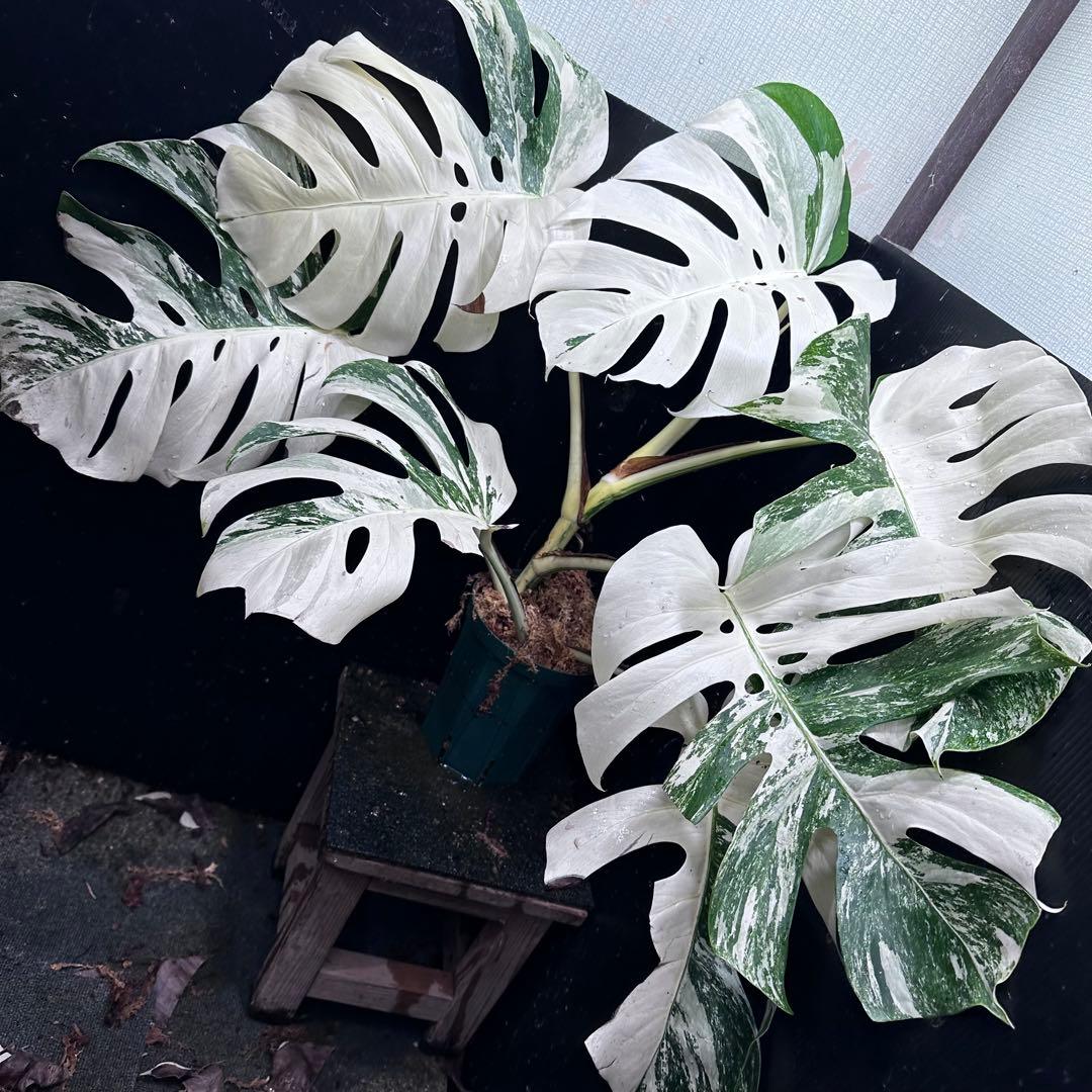あ*き様 斑入りモンステラ ホワイトタイガー極美大株81cm白斑多レア