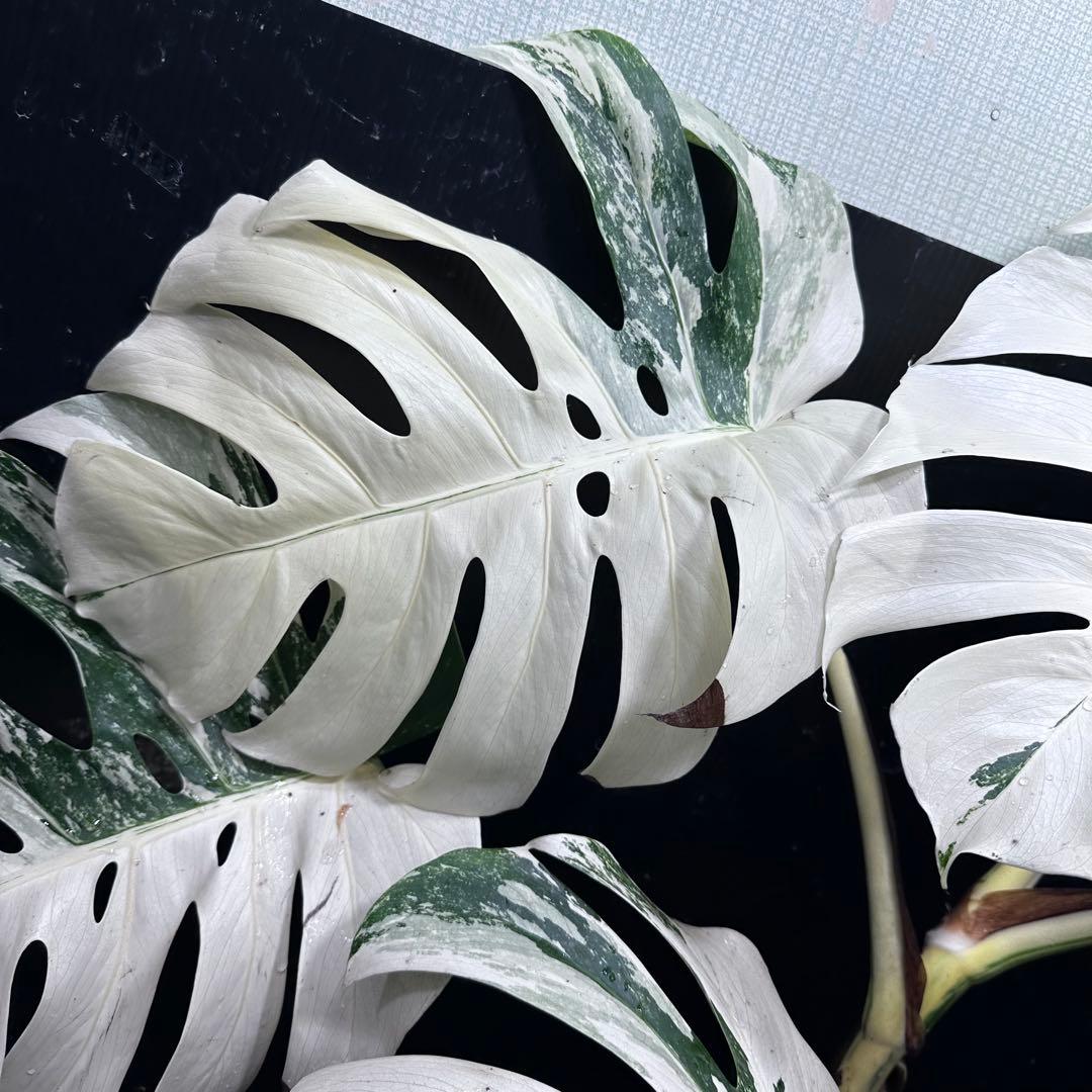 あ*き様 斑入りモンステラ ホワイトタイガー極美大株81cm白斑多レア