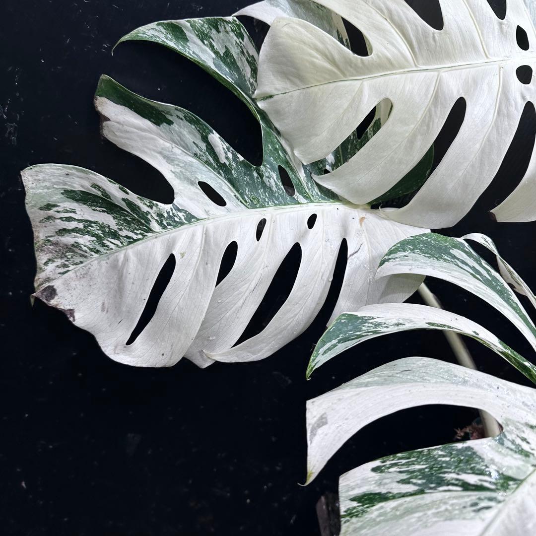 あ*き様 斑入りモンステラ ホワイトタイガー極美大株81cm白斑多レア
