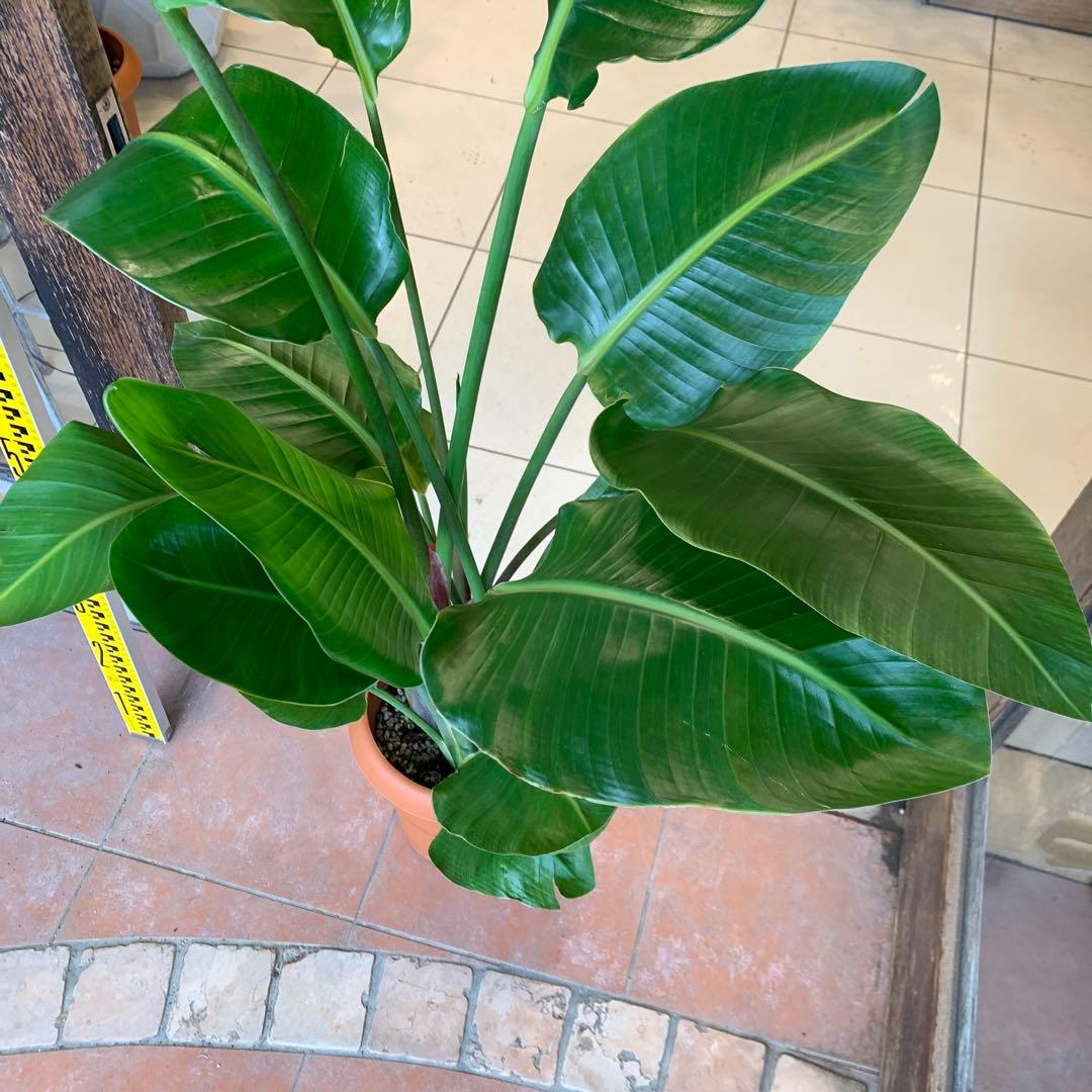 ストレリチア オーガスタ 8号