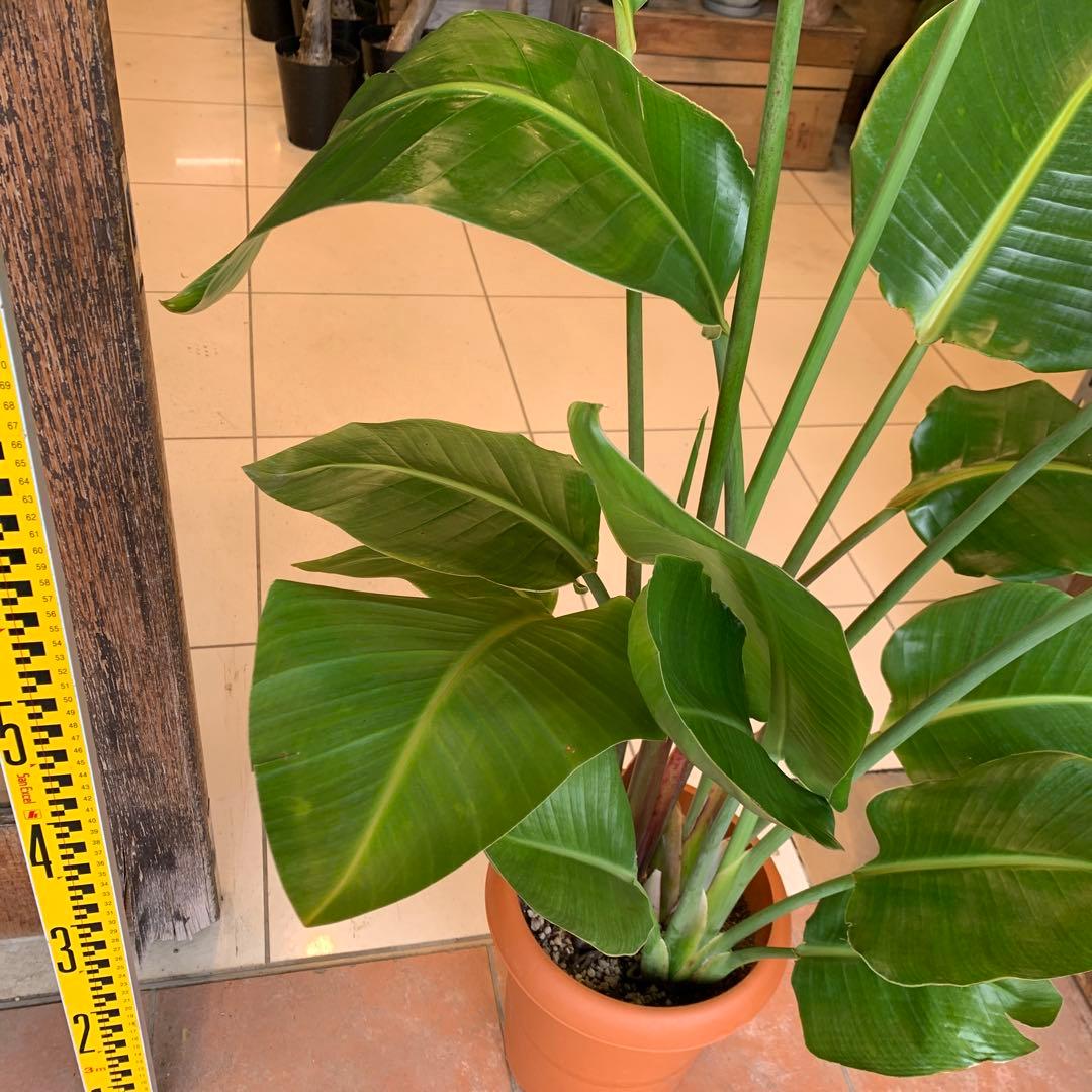 ストレリチア オーガスタ 8号