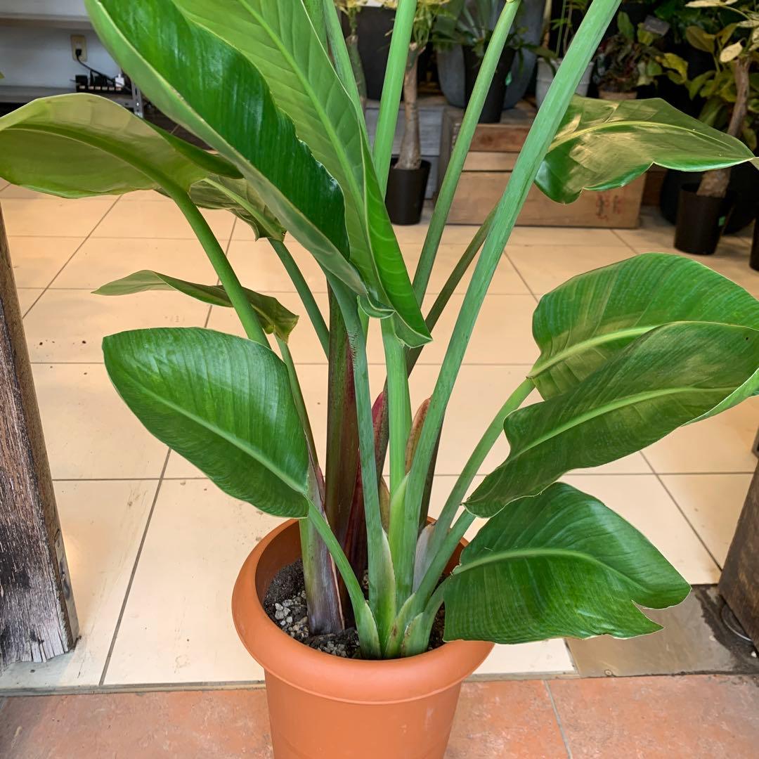 ストレリチア オーガスタ 8号