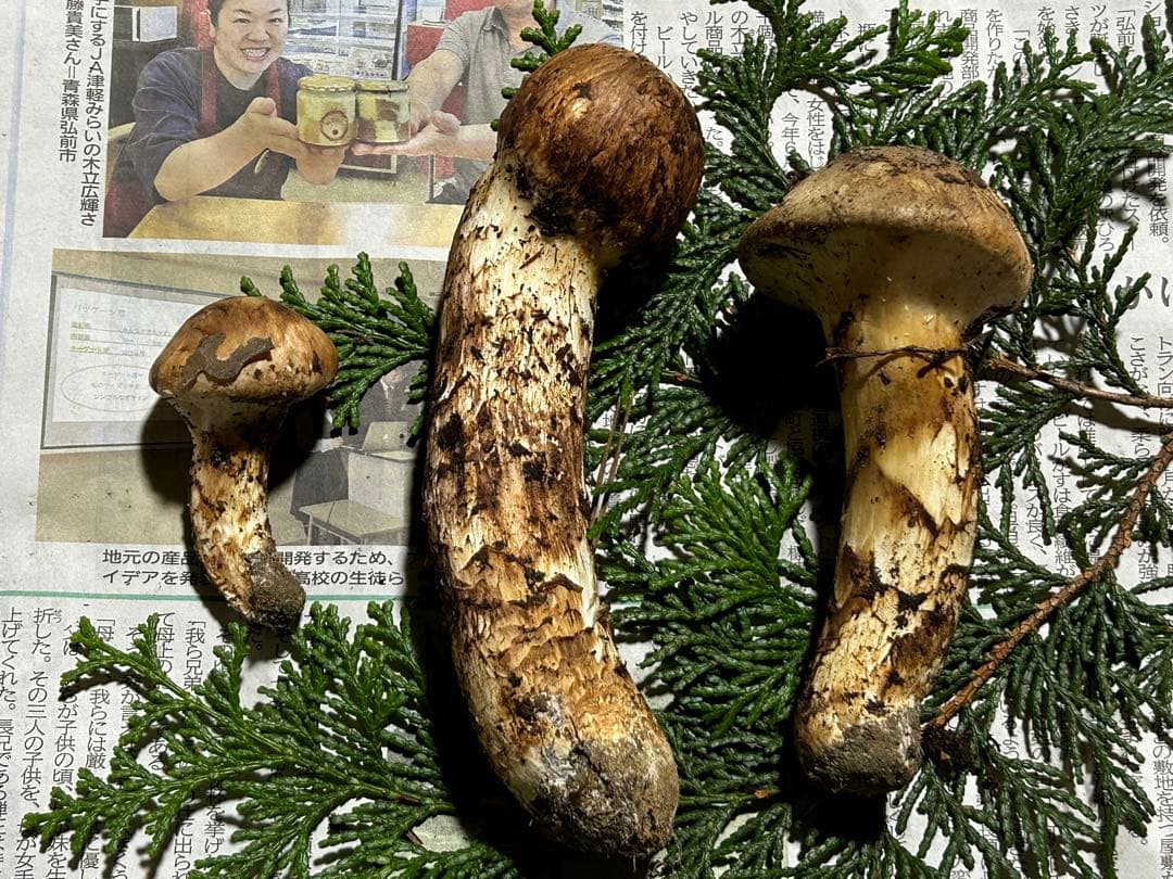 ☆信州産松茸☆今現在約150グラム☆まつたけ☆クール便送料込み☆国産松茸☆