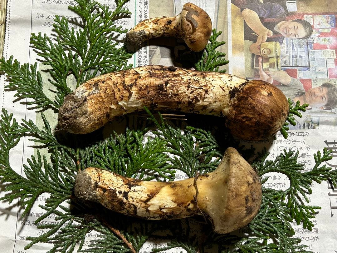 ☆信州産松茸☆今現在約150グラム☆まつたけ☆クール便送料込み☆国産松茸☆