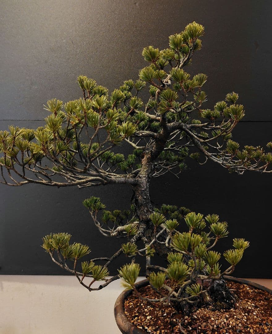 訳あり品！瑞祥五葉松盆栽！