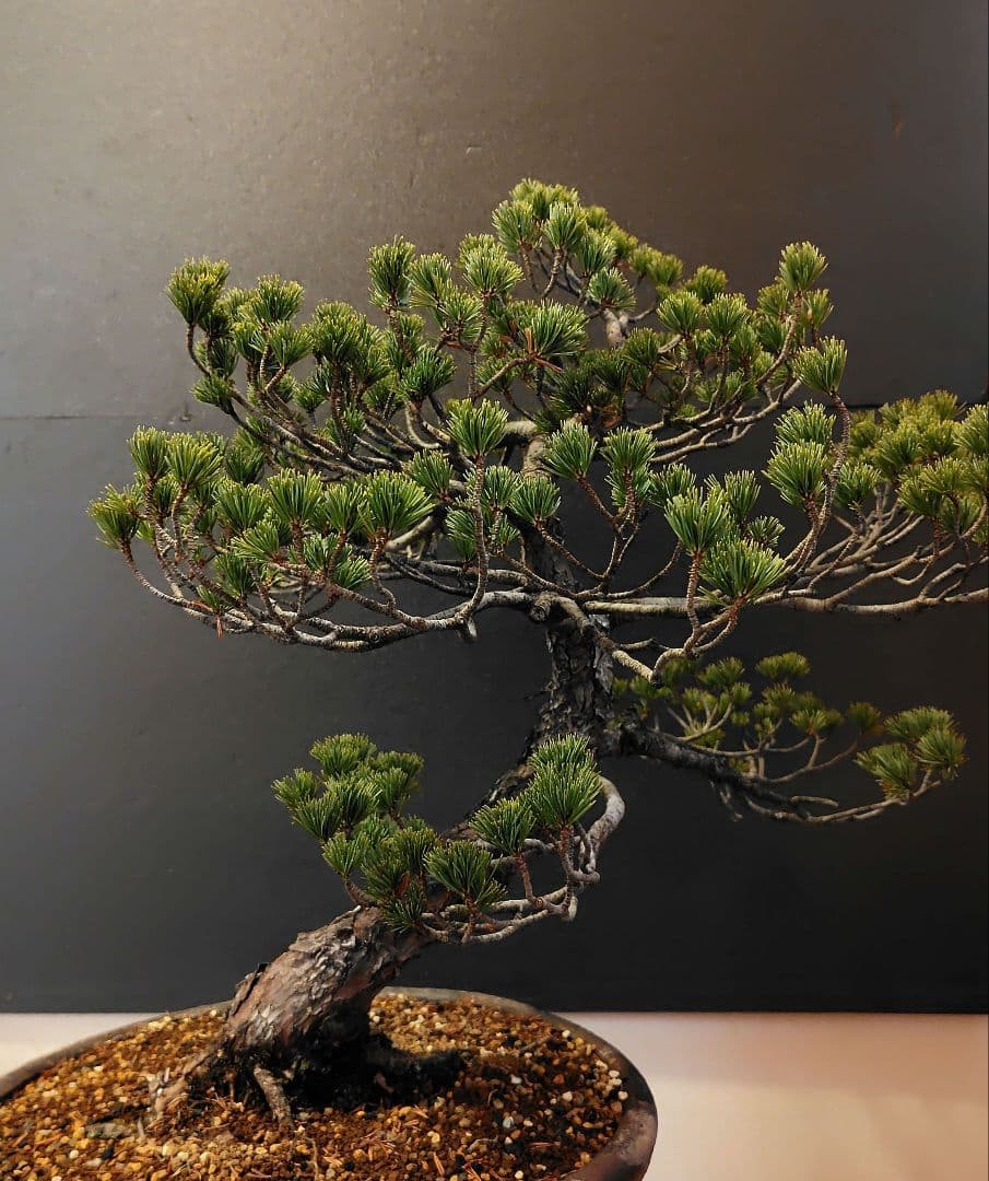 訳あり品！瑞祥五葉松盆栽！