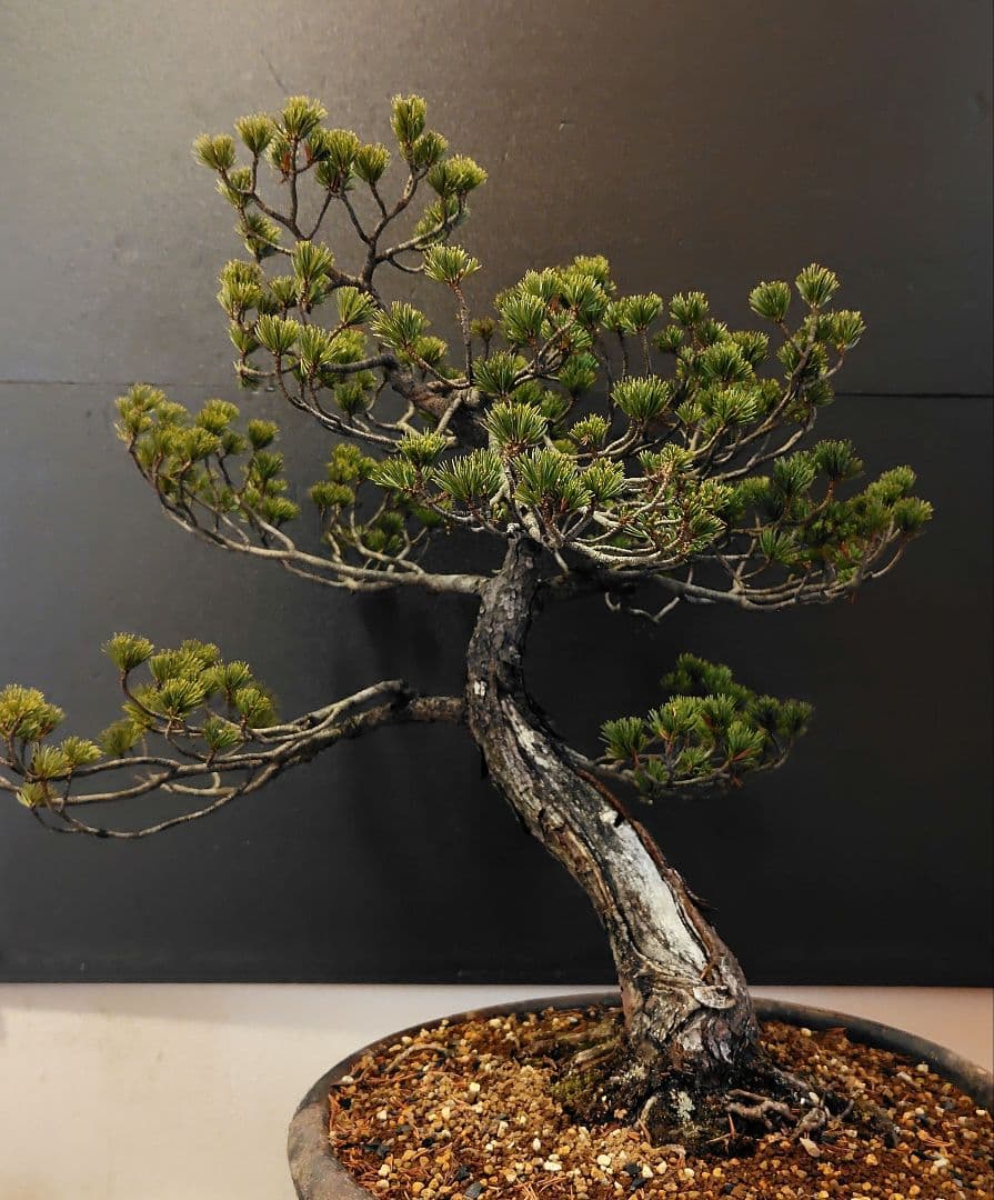 訳あり品！瑞祥五葉松盆栽！