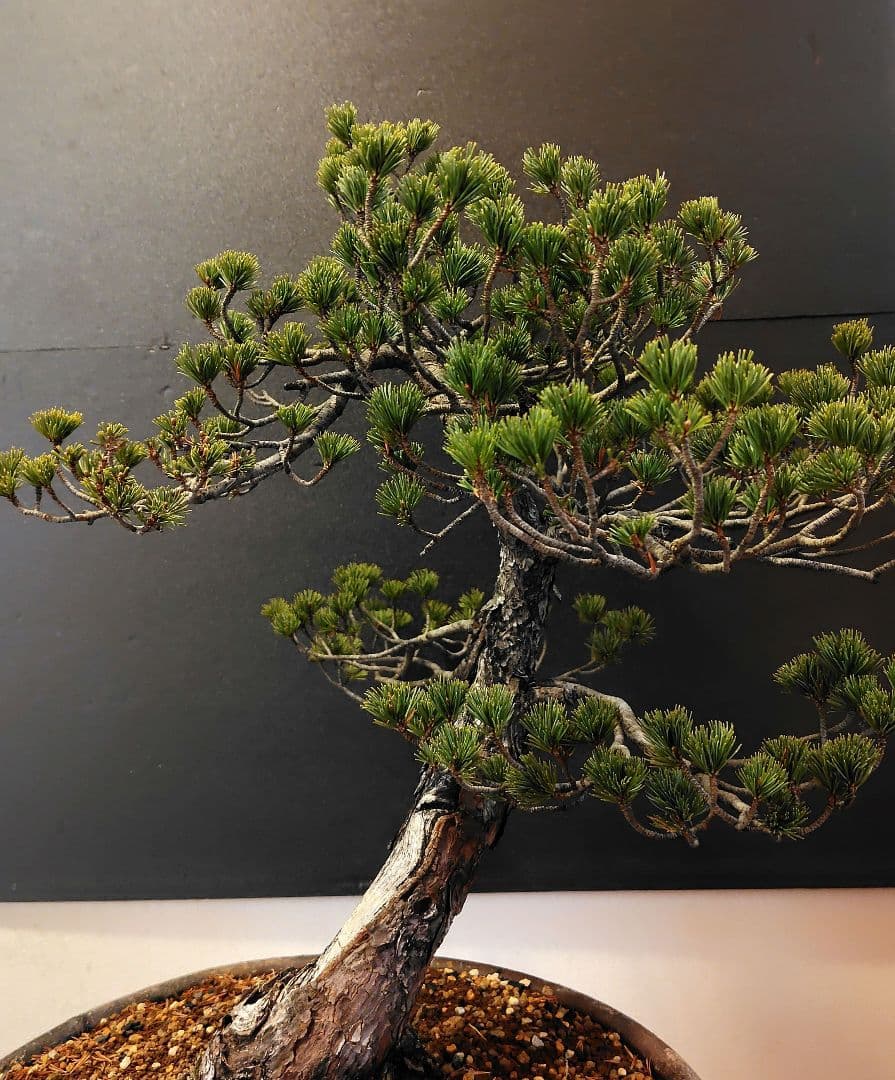 訳あり品！瑞祥五葉松盆栽！