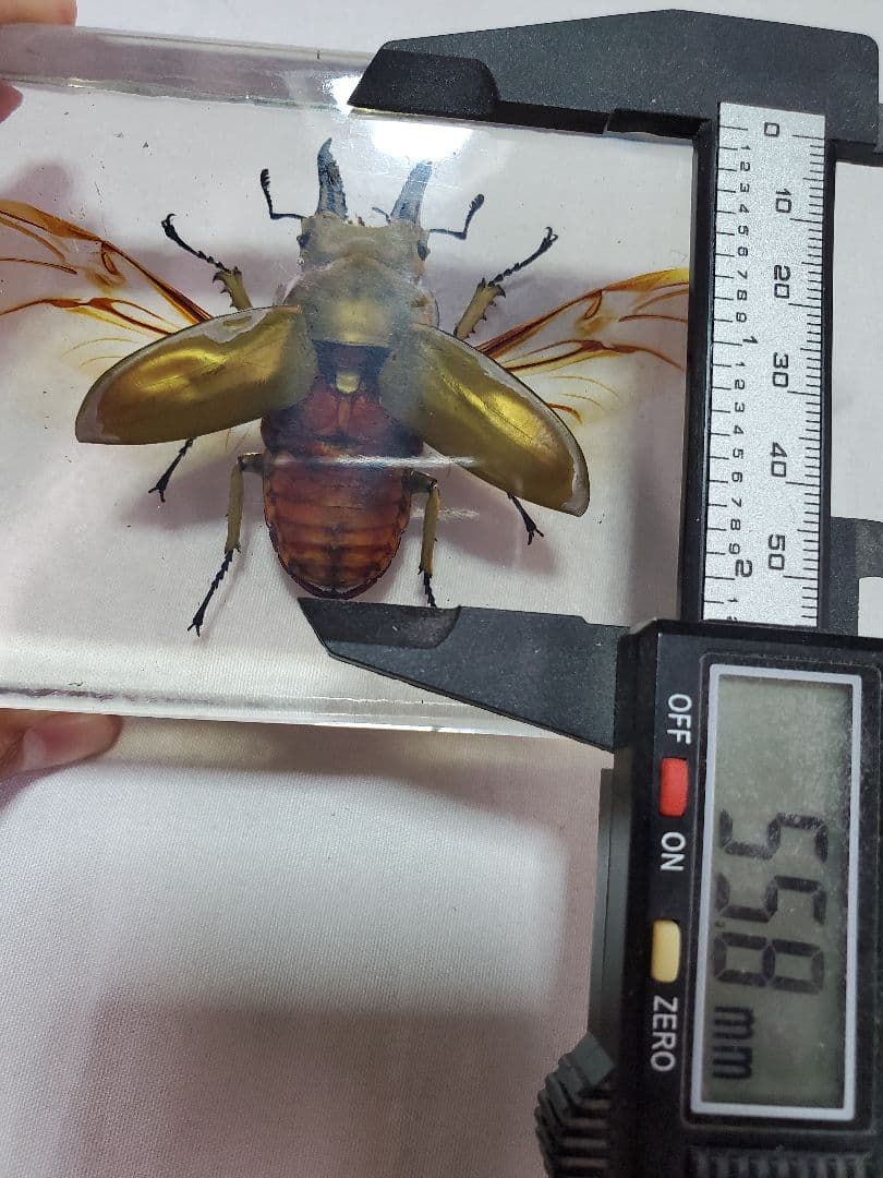 オウゴンオニクワガタ樹脂標本