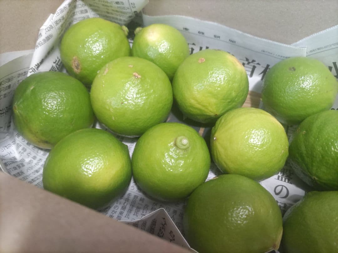 有機栽培 国産ベルガモット果実 黄緑色 ３キロ 送料無料