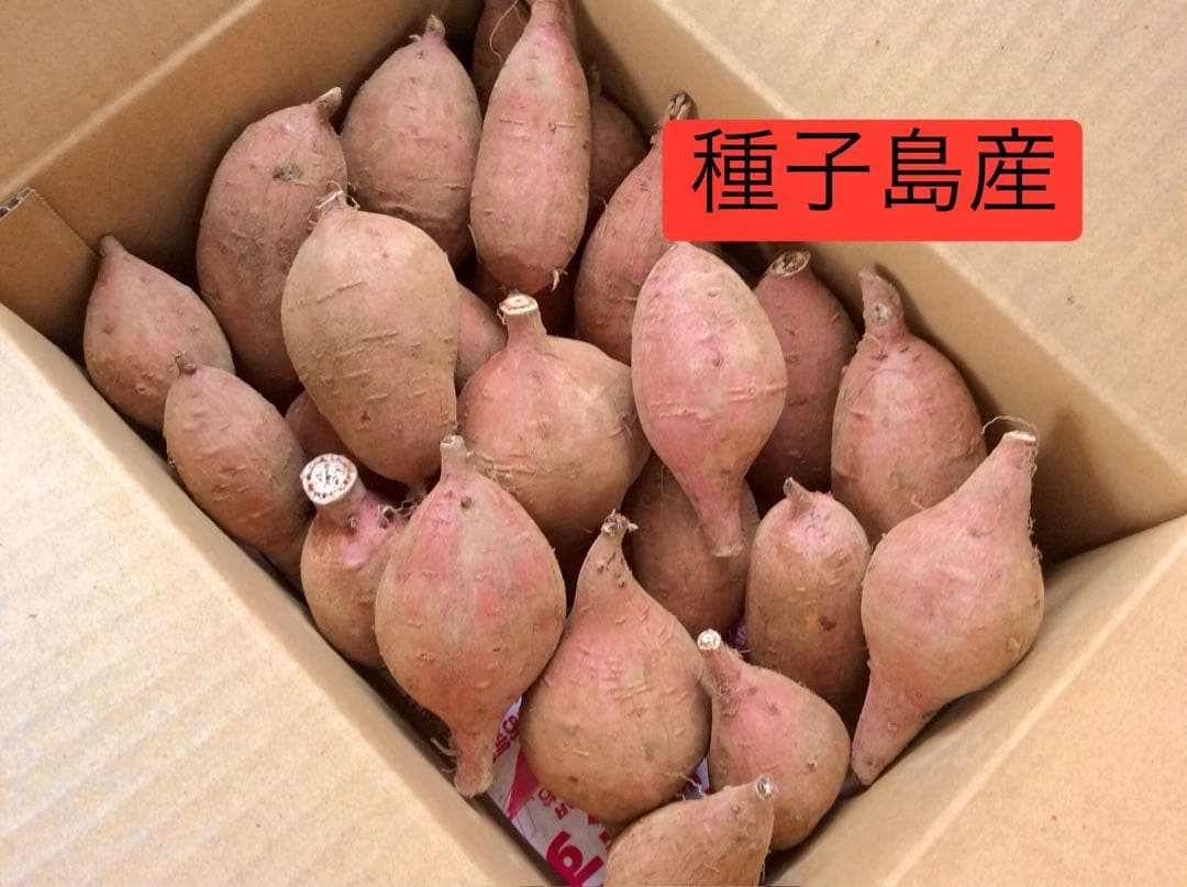 本場種子島産安納芋　MLサイズ20kgさつまいも王道 焼き芋でおやつに　#09