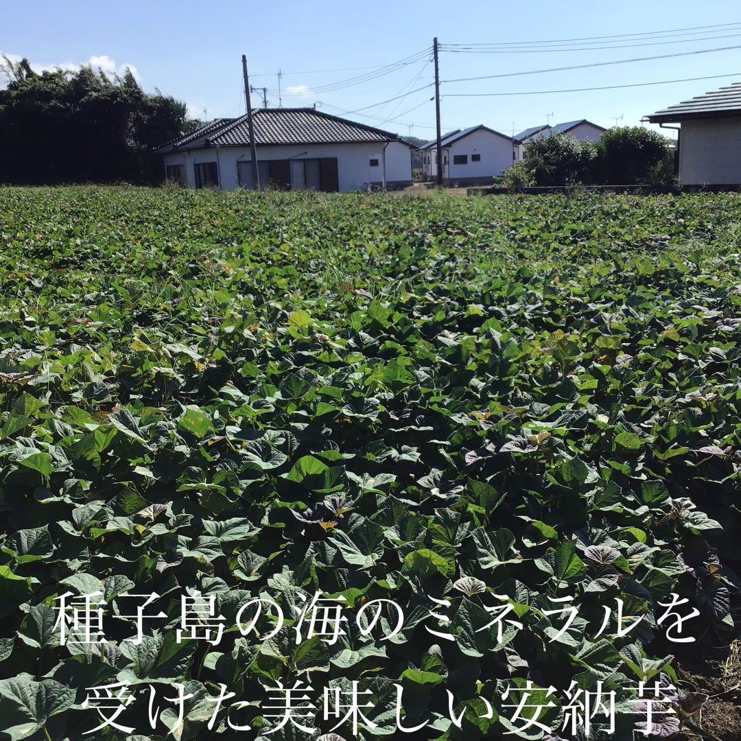 本場種子島産安納芋　MLサイズ20kgさつまいも王道 焼き芋でおやつに　#09