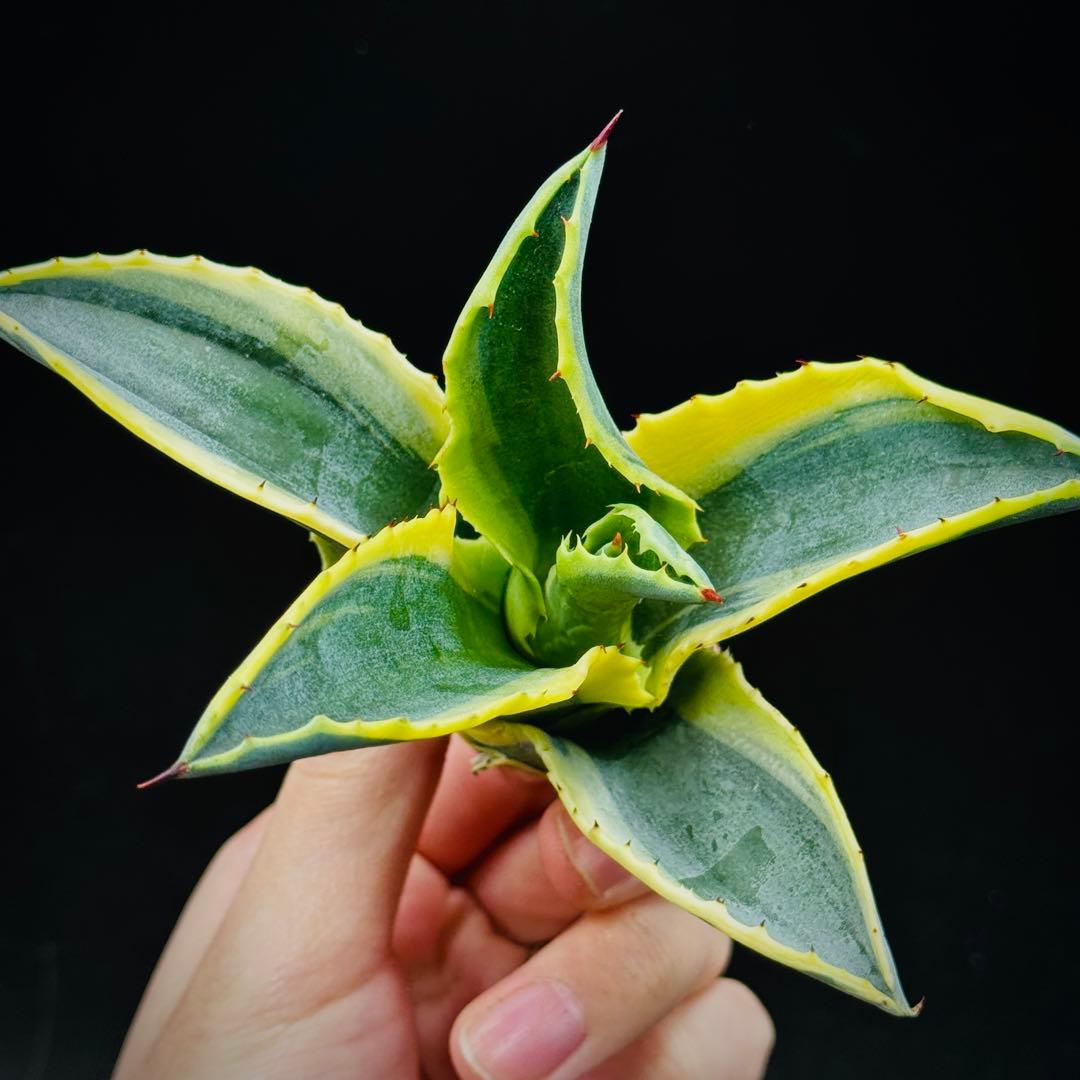 t*0様 棘界/アガベ/リップルエフェクト/天芽美株/コレクション株