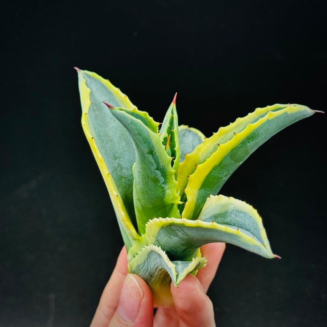 t*0様 棘界/アガベ/リップルエフェクト/天芽美株/コレクション株