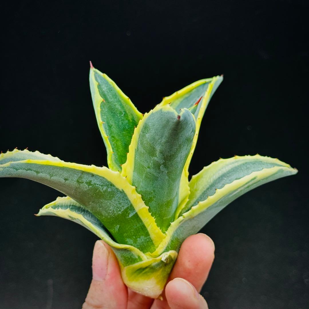 t*0様 棘界/アガベ/リップルエフェクト/天芽美株/コレクション株