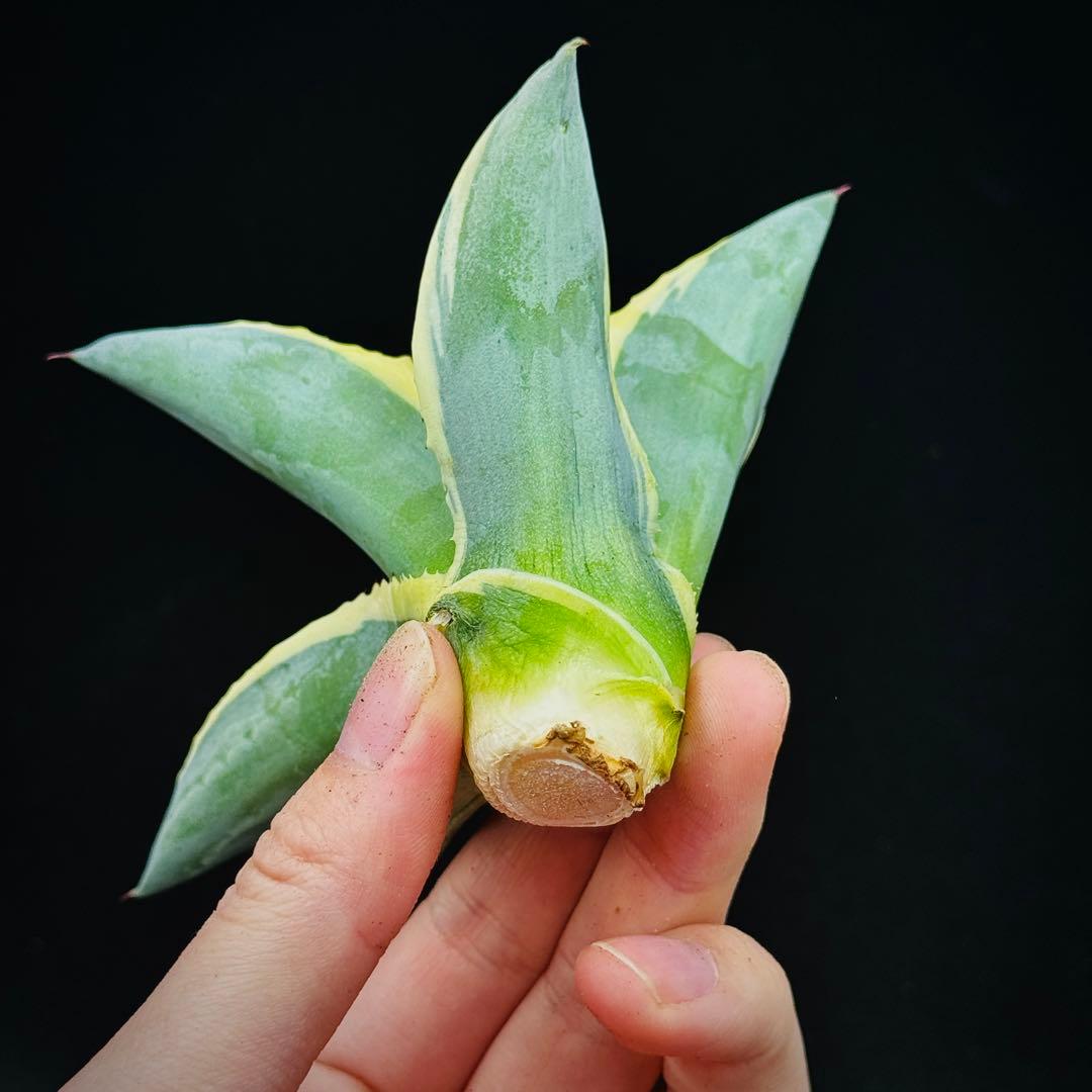 t*0様 棘界/アガベ/リップルエフェクト/天芽美株/コレクション株