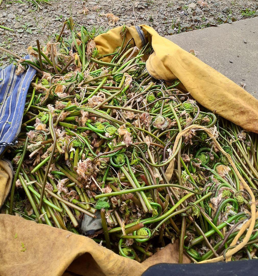 もも　南魚沼産ぜんまい500g