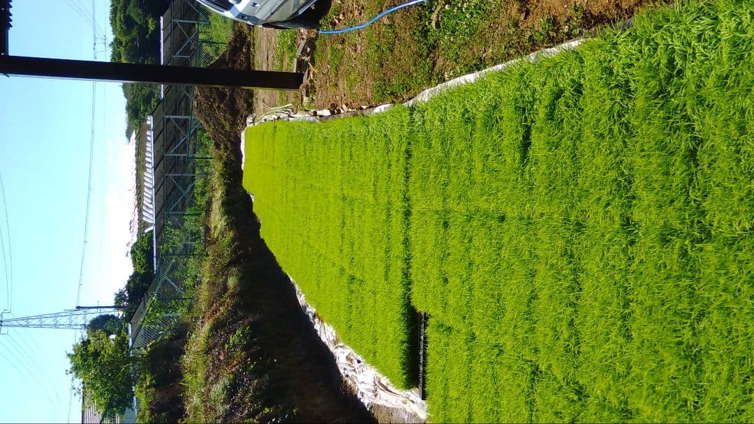 玄米キヌヒカリ　30キロ　兵庫県産