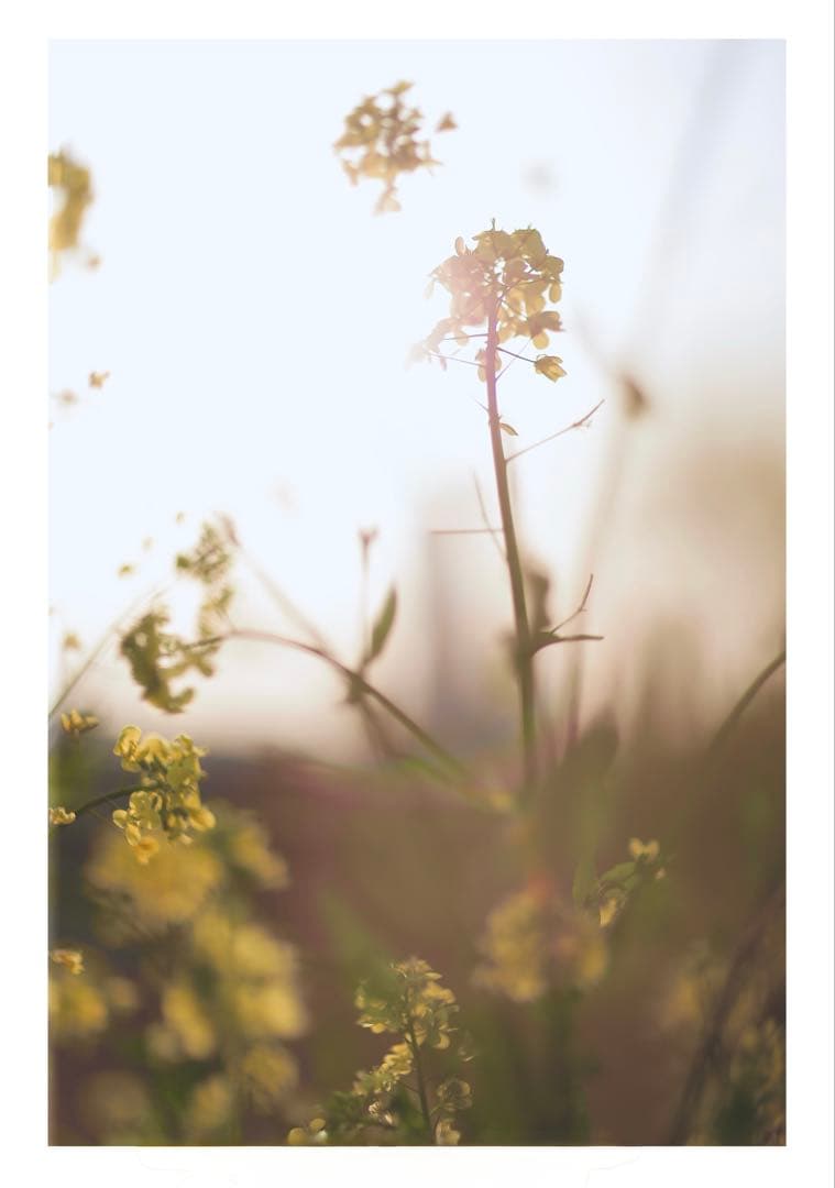 Canon EF 85mm f1.2L II USM レンズ　キヤノン