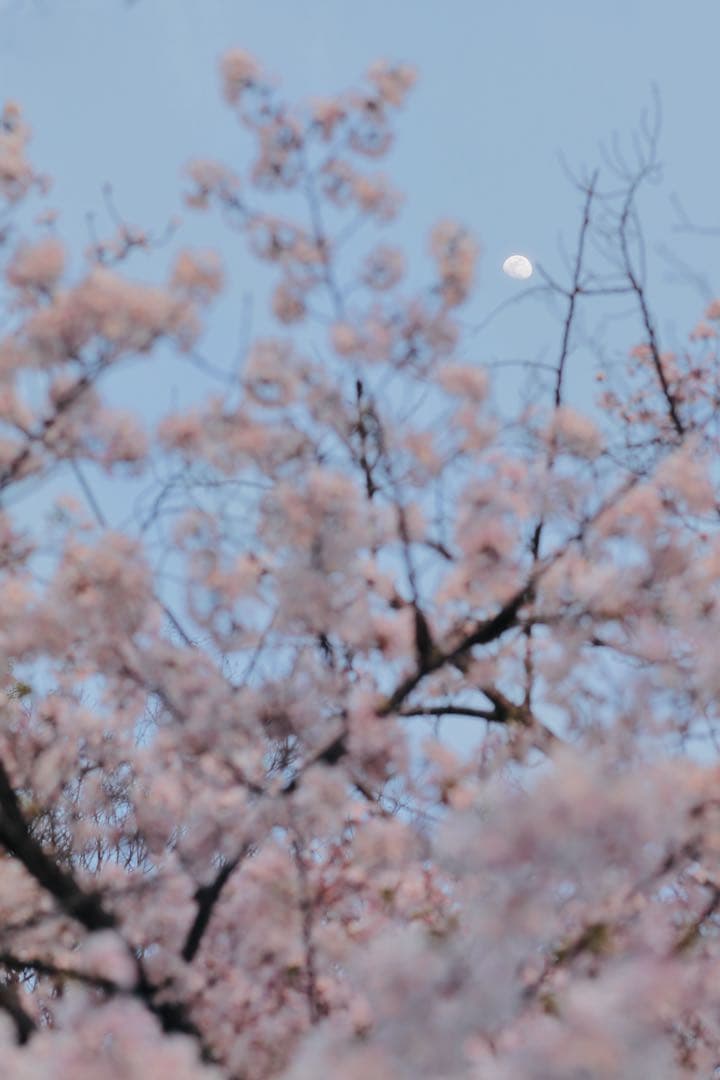 Canon EF 85mm f1.2L II USM レンズ　キヤノン