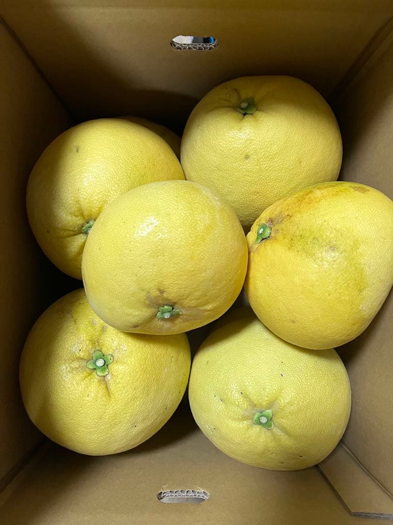 チャンドラポメロ　文旦　ウチムラサキ　8kg