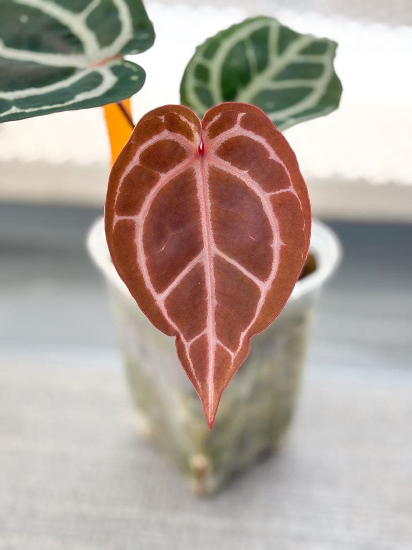 Anthurium docblock 'Scarlet' S1 スカーレット