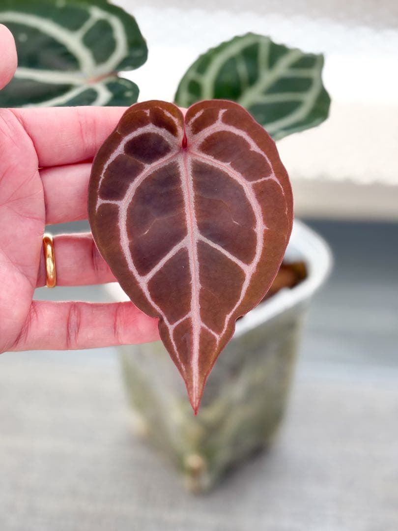 Anthurium docblock 'Scarlet' S1 スカーレット