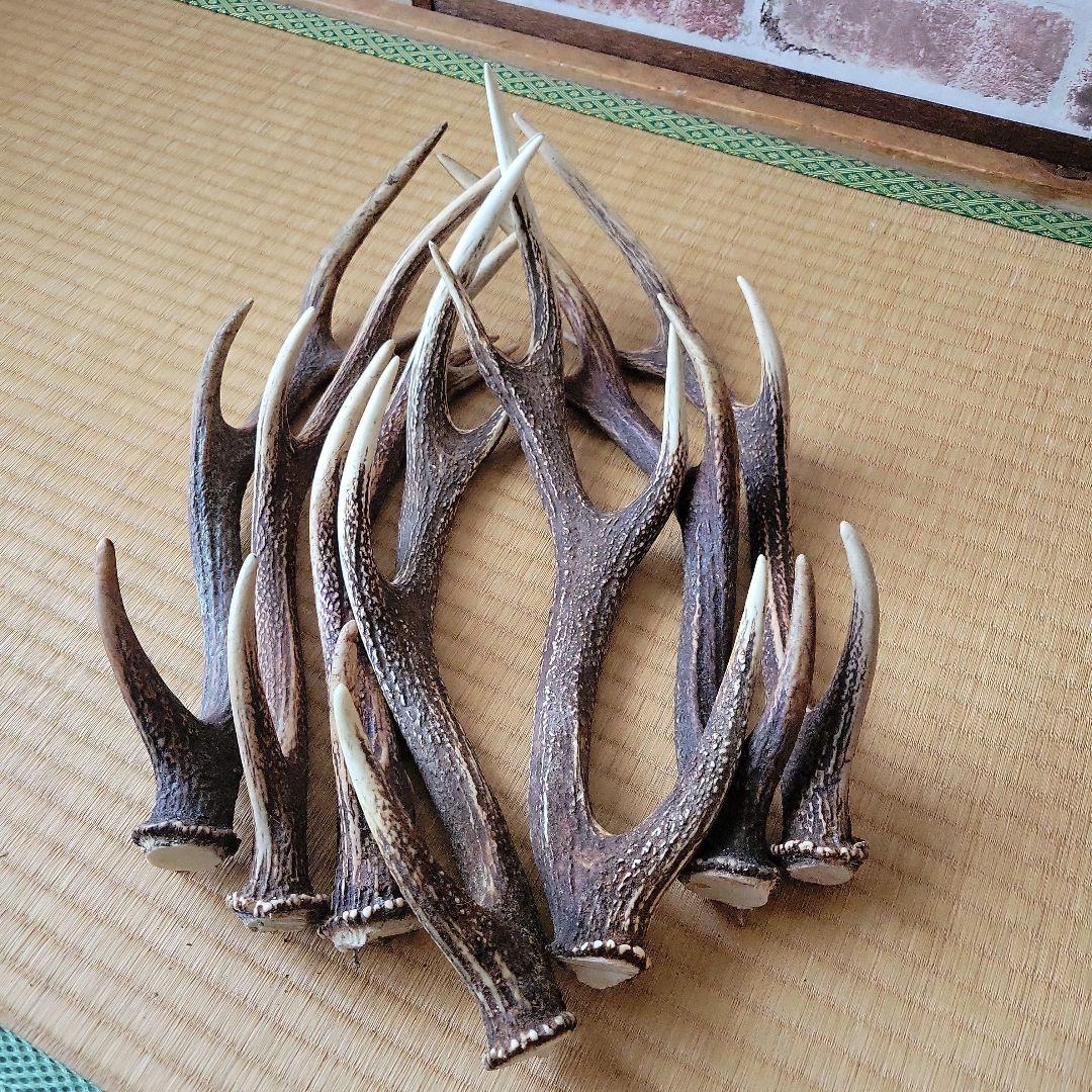 鹿の角 インテリア装飾用 ７本