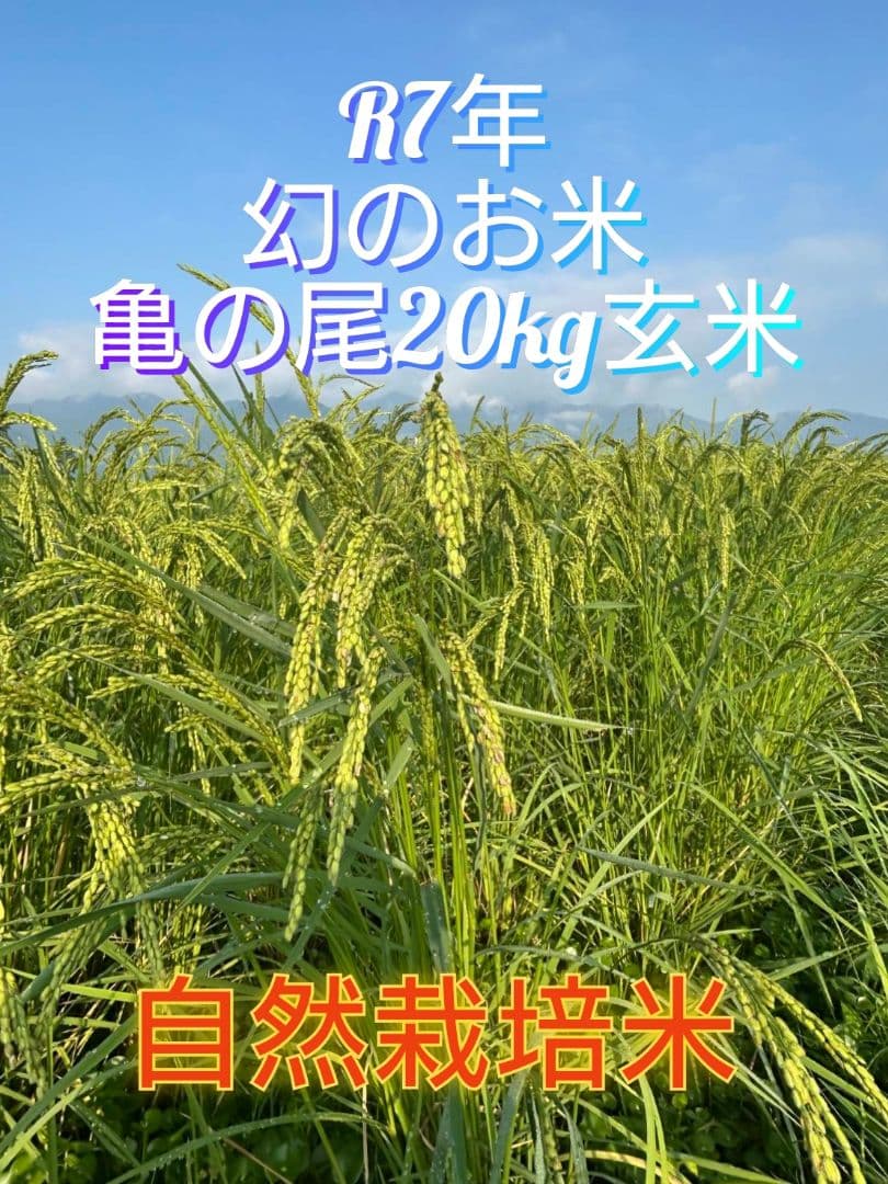 2 令和7年 自然栽培米 亀の尾20kg玄米