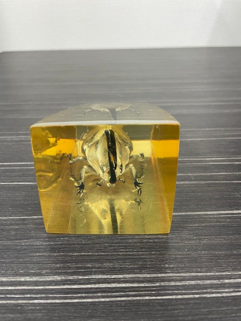 ネプチューンオオカブト　樹脂標本