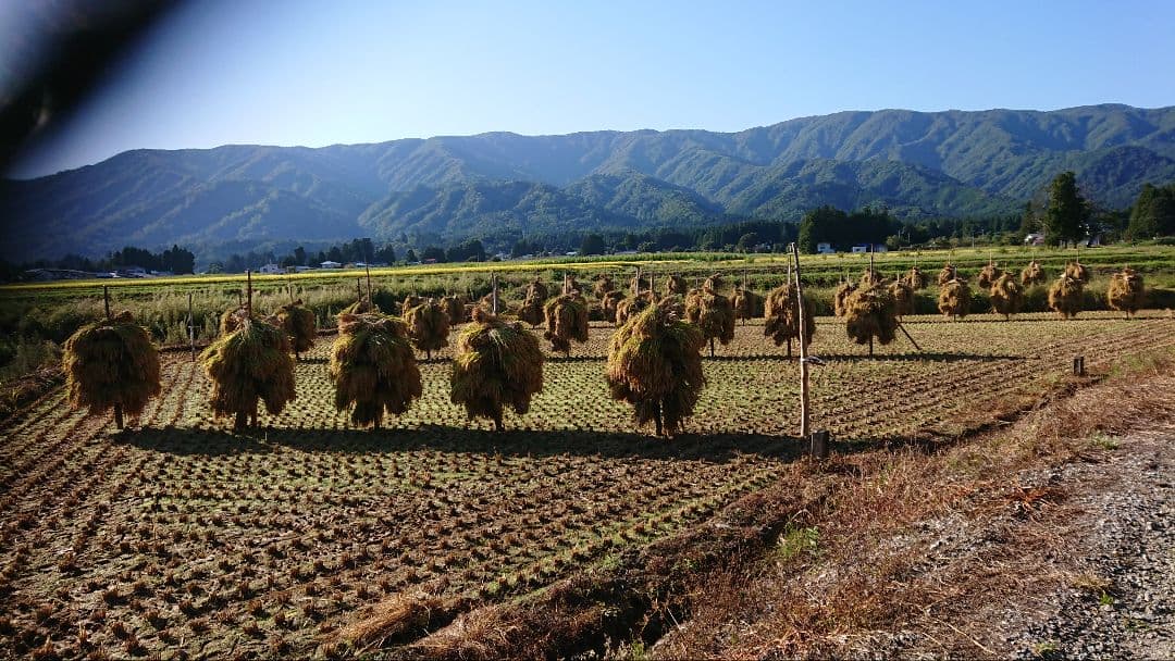 山形県産　雪若丸　白米15kg　自然乾燥米