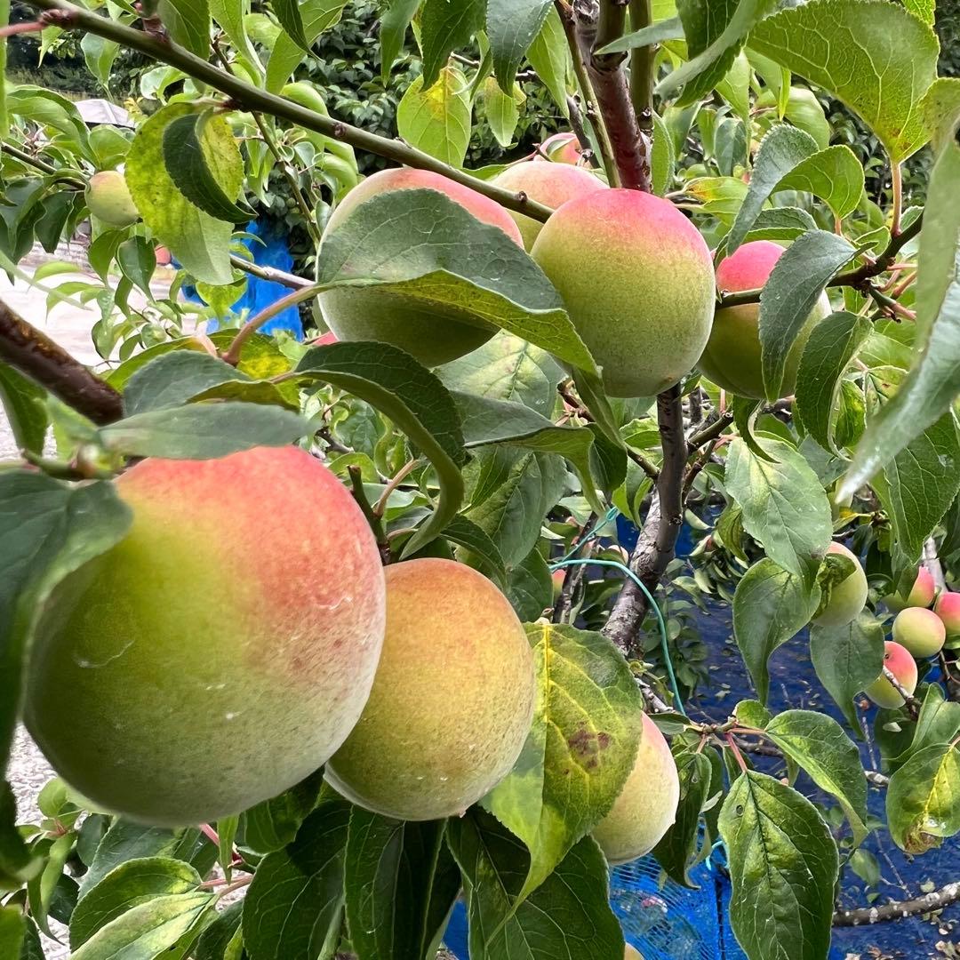 和歌山県みなべ町 南高梅 当日収穫分3Ｌサイズ6kg