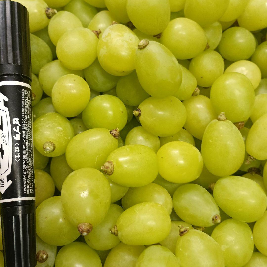 パンダさん専用品。シャインマスカット徳用5.5キロ入りの大粒グリーン多めの粒