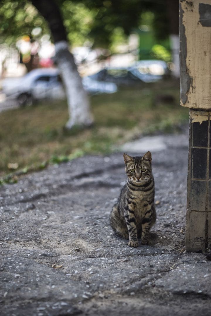 ゼブラ LOMO Helios-92 92mm f2 オールドレンズ 単焦点