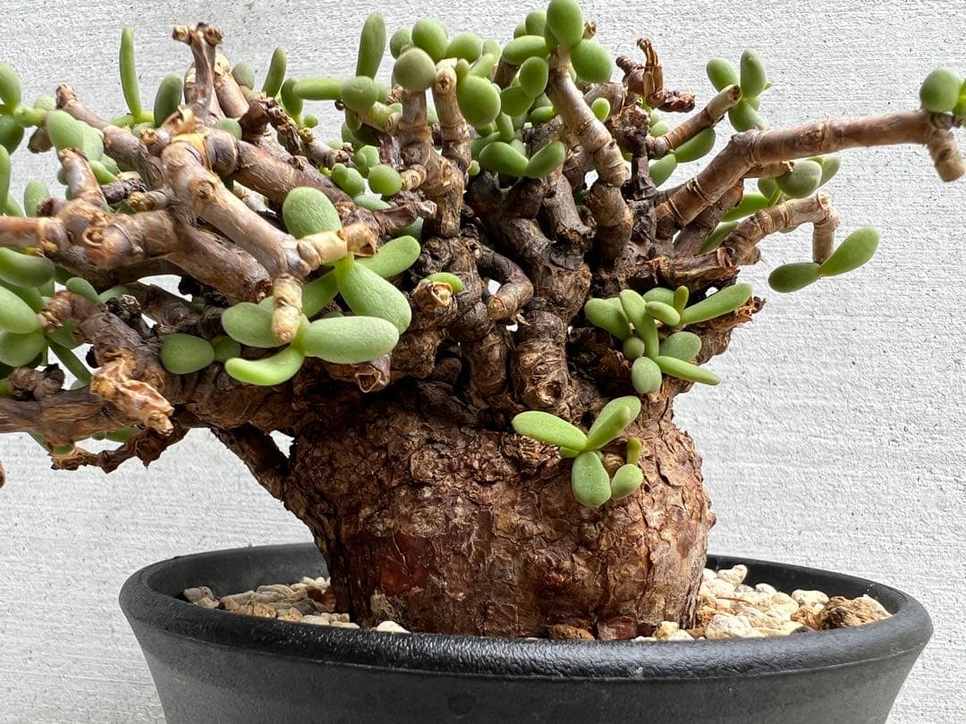 最終値下げ　発根済　ケラリアピグマエア　ベアルート株　①