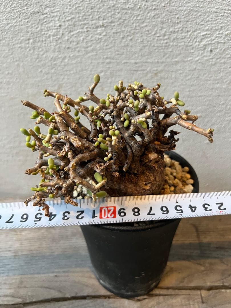 最終値下げ　発根済　ケラリアピグマエア　ベアルート株　①