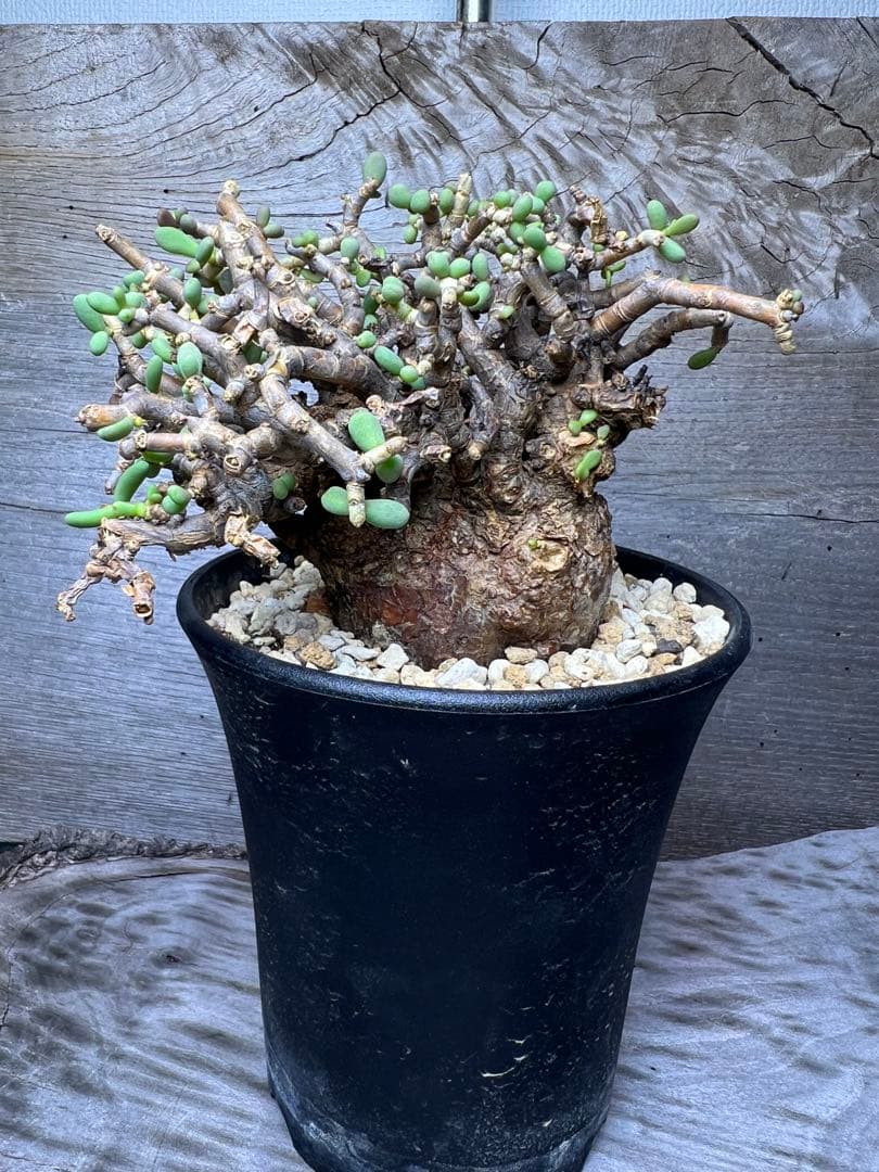 最終値下げ　発根済　ケラリアピグマエア　ベアルート株　①