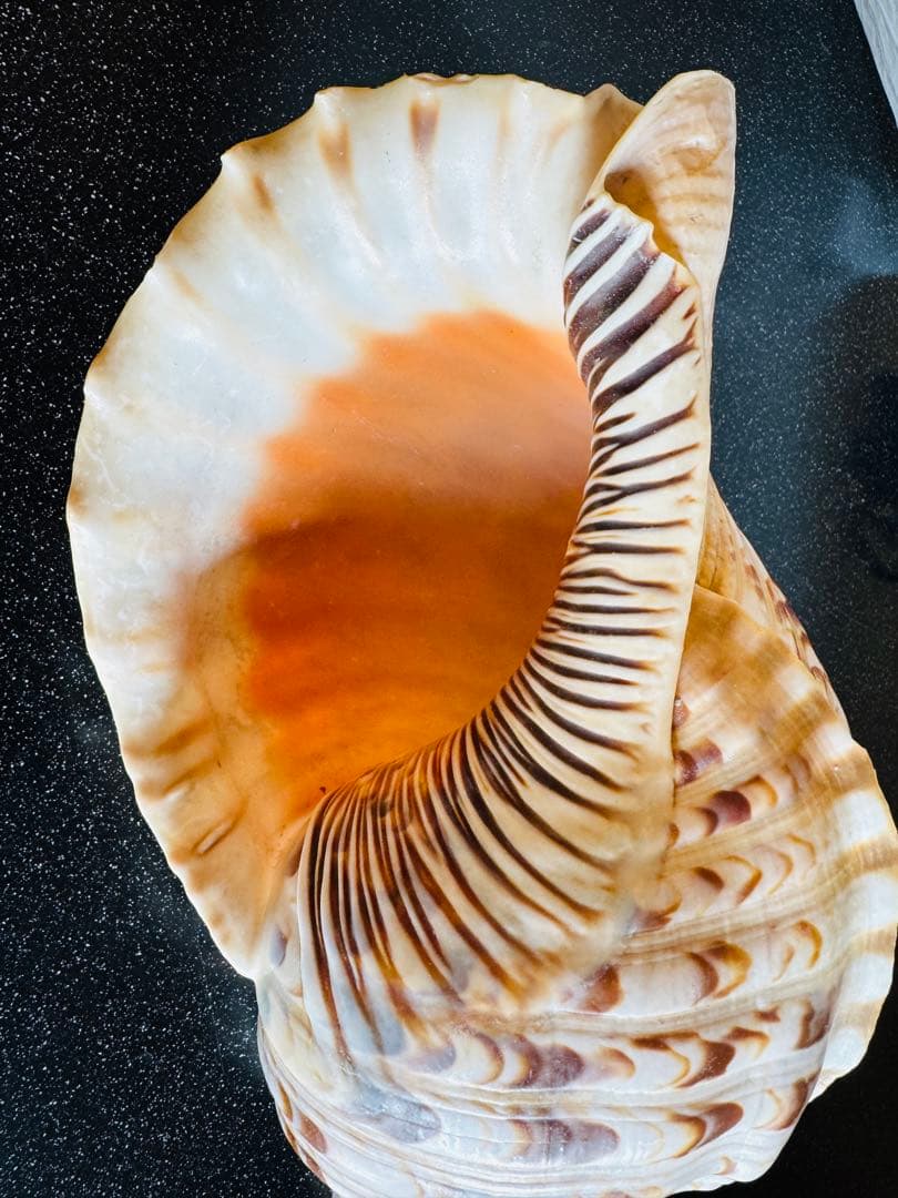 法螺貝 約36cmホラ貝 超特大